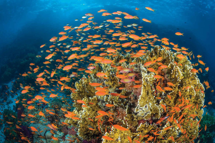 Удивительной красоты коралловые рифы Красного моря со снующими среди них разноцветными рыбками.