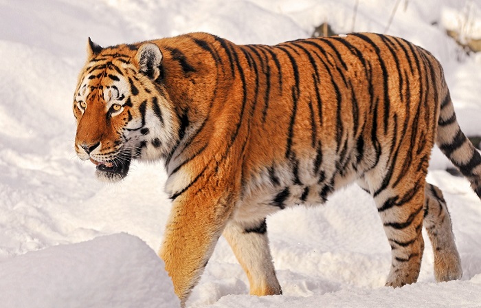 В отличие от остальных подвидов, амурский тигр является обладателем наименьшего количества полосок на шкуре. /Фото: vignette.wikia.nocookie.net