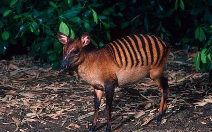 Черные полоски на рыжей шерсти придают этой маленькой пугливой антилопе сходство с зеброй… или тигром! /Фото: blogspot.com