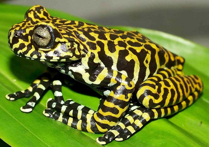 Эта лягушка с полосатым «тигриным» узором считается одной из самых красивых и редких в мире. /Фото: researchgate.net