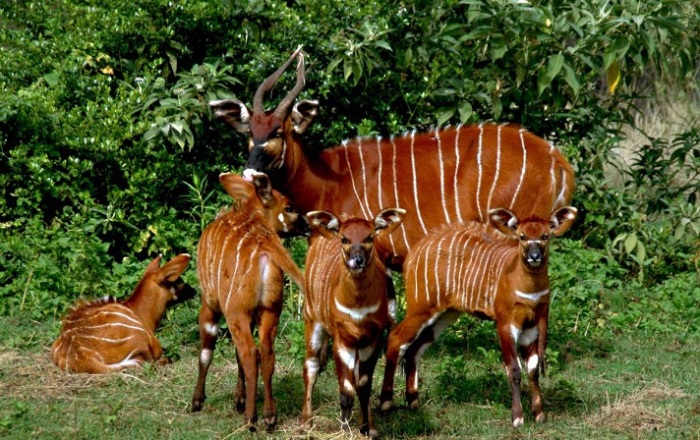 Узкие светлые полосы придают этим редким антилопам Африки нарядный вид и помогают скрываться от хищников. /Фото: animalreader.ru