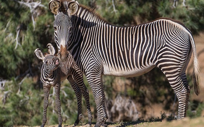 Рисунок из черных и белых полосок у каждой зебры уникален и помогает животным маскироваться от слепней. /Фото: livt.net