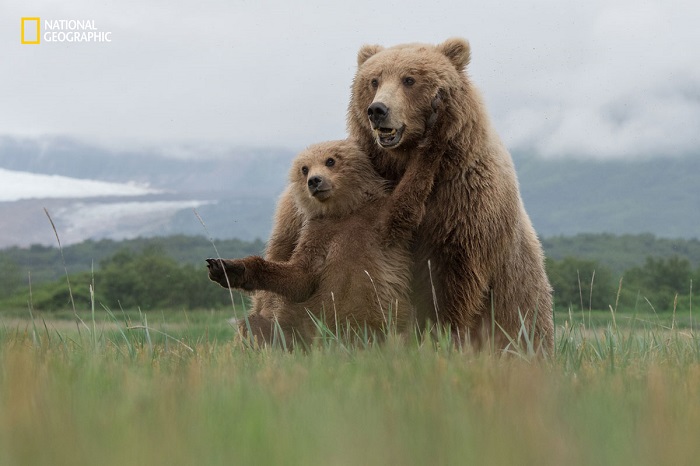 Бурые медведи,которые проживают в Национальном парке Катмай, на Аляске. Автор фотографии: Арон Баггенстон (Aaron Baggenstos).