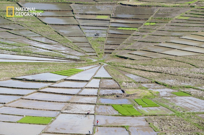 Замысловатая форма рисового поля в Индонезии завораживает взгляд. Автор фотографии: Венди Синклер (Wendy Sinclair).