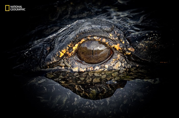  Фантастическая фотография глаза аллигатора. Автор фотографии: Нэнси Элвуд (Nancy Elwood).
