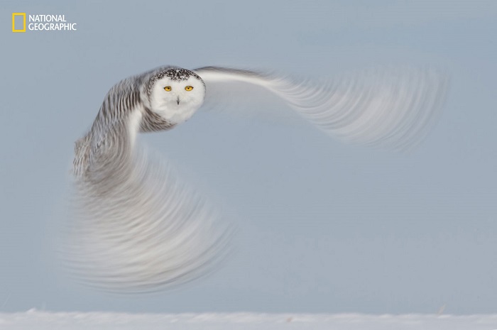 Элегантный полет белой совы запечатлен фотографом в 10 тысяч кадров. Автор фотографии: Арон Баггенстон (Aaron Baggenstos).
