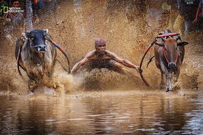 Индонезийские гонки  на короткие дистанции-100 метров, когда быков запрягают в плуг, а гонщик стоит на нем. Автор фотографии: Yh Lee (Yh Lee).