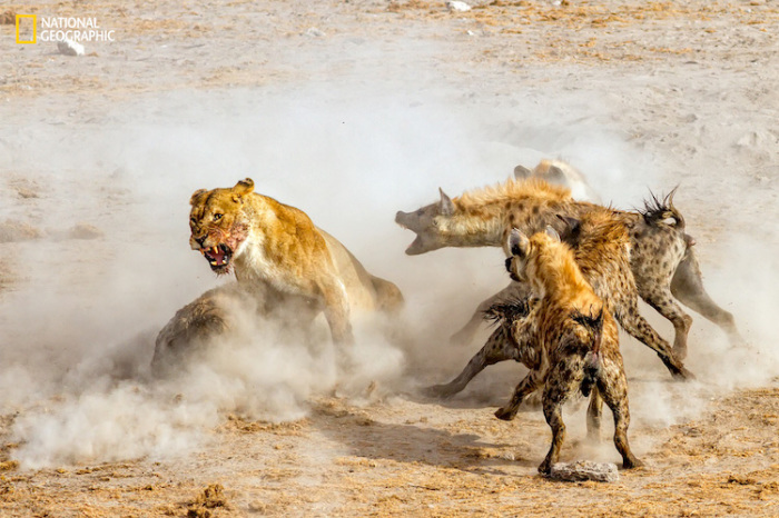 Львы и гиены борются за тушу антилопы в национальном парке Этоша в Намибии. Автор фотографии: NingYu Pao.