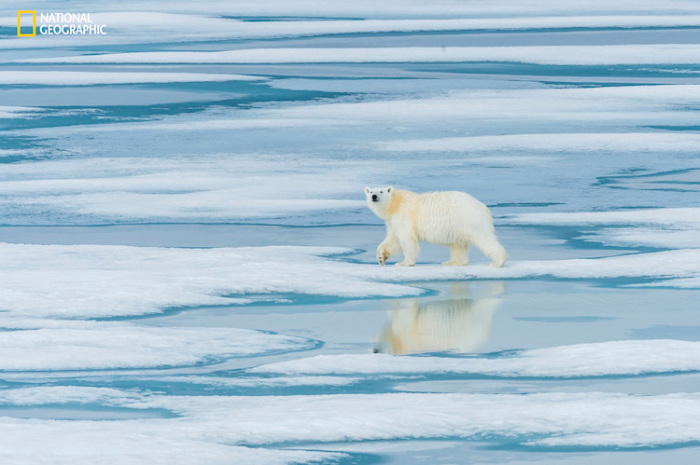 Одинокий белый медведь бродит по льду в поисках пищи. Автор фотографии: Билл Клипп (Bill Klipp).