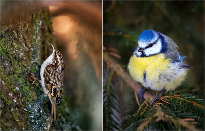Фотографии птиц на снимках Осси Сааринена - анималиста из Финляндии.