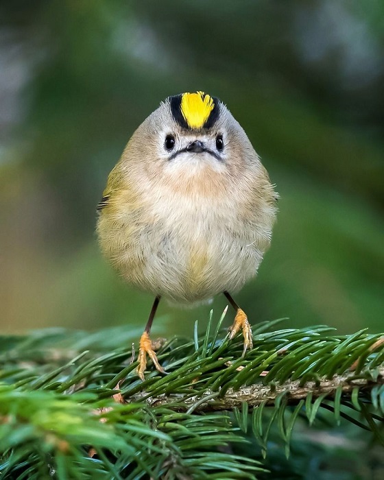 Крошечная птица северного полушария, на снимке фотографа, в своей естественной среде обитания.