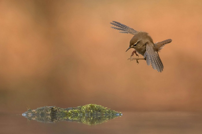 Бронза в категории «Птицы в полете». Автор фотографии: Роелоф Моленаар (Roelof Molenaar) , Нидерланды.