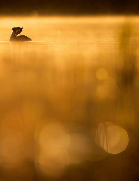 Золото в категории «Юный птичий фотограф года». Автор фотографии: Йохан Карлберг (Johan Carlberg), Швеция.