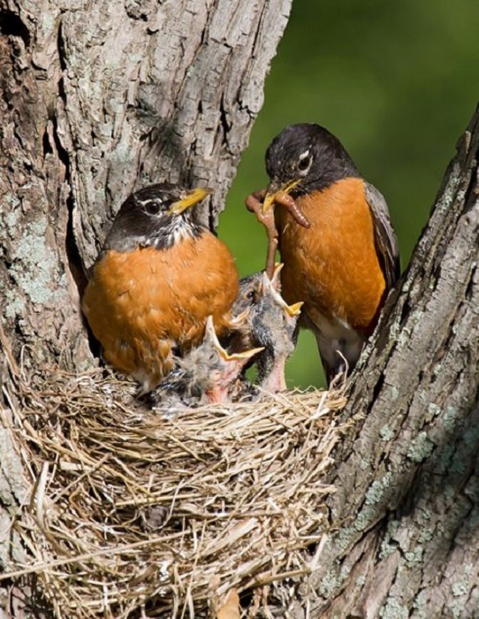 За кормление птенцов у этих птиц отвечают оба родителя, которым приходится вылетать на охоту до 40 раз в день.