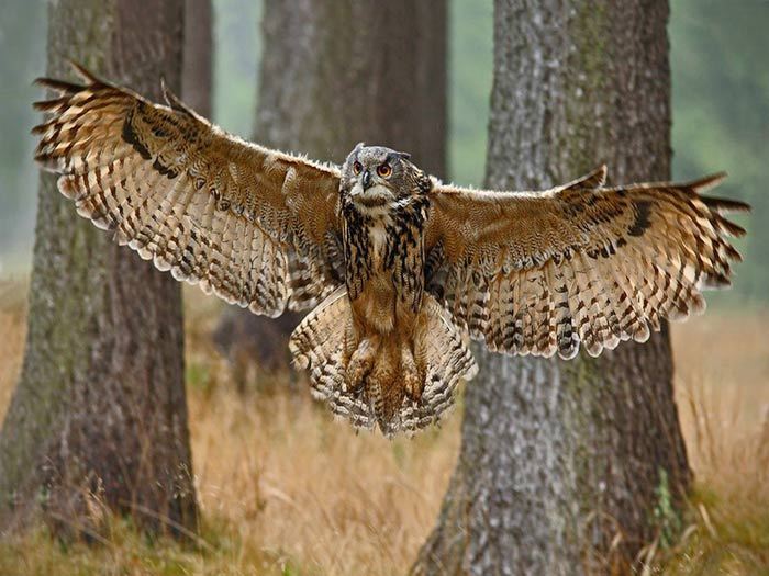 Крылья филина длинные и мощные, их размах впечатляет, а у самых крупных экземпляров достигает 1,8 - 1,9 м.