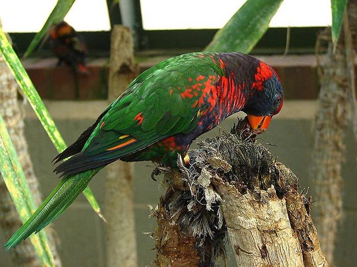 Попугайчик, имеющий в своем оперении практически все цвета радуги.