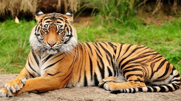 Грациозные и сильные хищники являются самыми многочисленными из подвидов тигра. /Фото: ytimg.com