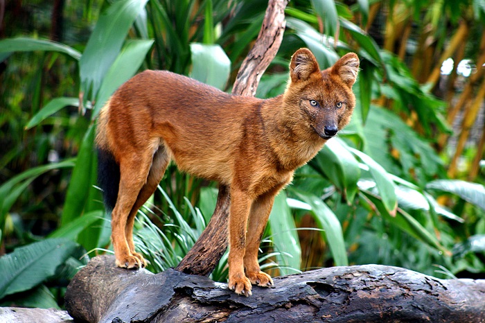 Этот редкий вид объединил в себе черты таких известных хищников как волк, шакал и лисица. /Фото: wildcru.org