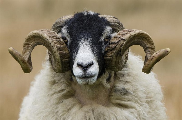 Овца породы свейлдейл (swaledale) адаптирована для жизни в суровых погодных условиях, поэтому обладает белой толстой шерстью и завитыми рогами.