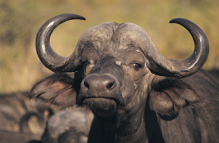 Крупнейший из современных быков широко распространённый в Африке с рогами, которые образуют мощный щит на лбу.