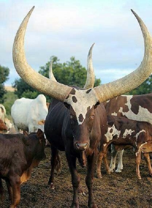 Священный бык ватусси (анколе) имеет собственный титул – «быки королей», проживающий в саваннах и на открытых полях.