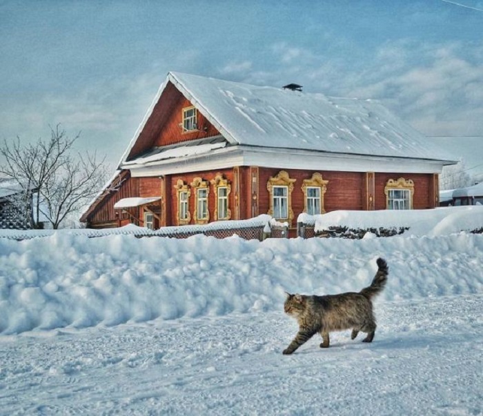 Полосатый кот совершает дневную прогулку по расчищенной от снега деревенской дороге.