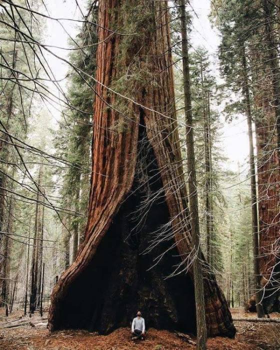 Гигантская секвойя со следами лесного пожара на стволе находится под охраной в роще Редвуд Национального парка с одноименным названием.