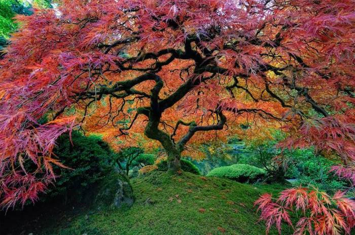 Осень раскрашивает листья этих великолепных деревьев в различные оттенки багряного, превращая деревья в изумительных сказочных красавцев.