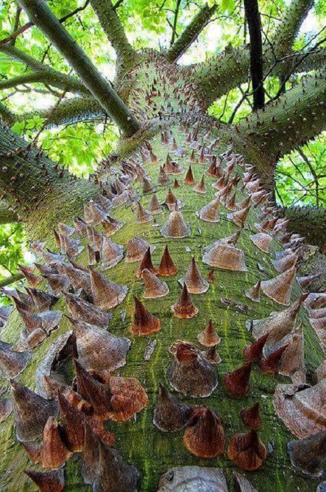 Необычное дерево имеет несколько других названий, но именно «дерево-ежик» очень точно подходит к описанию.