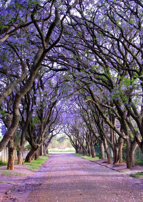 Изящные деревья известны не только из-за своей драгоценной древесины, но и великолепных светло-голубых цветков, появляющихся на ветвях весной.
