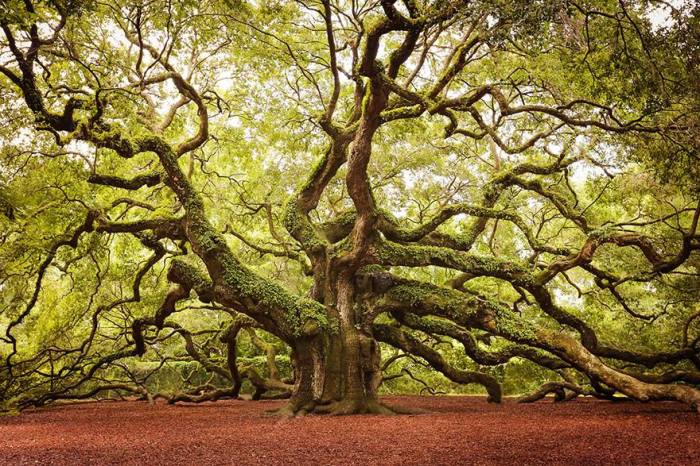 20-метровый дуб, возраст которого составляет около 1500 лет, растет на острове Джонс, а свое название получил благодаря собственникам земли по фамилии Энджел (Angel).