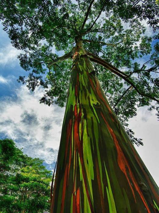Уникальные деревья с необычайно яркими и пестрыми стволами могут расти только в местах с влажным тропическим климатом.