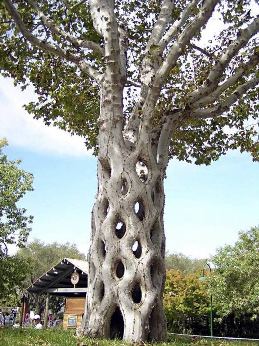 Такое дерево-корзину можно увидеть в парке «Цирк деревьев», созданном канадцем Акселем Эрландсоном.