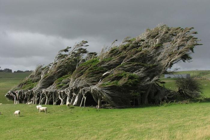 Из-за очень сильных постоянных ветров, несущихся с океана, деревьям со временем принимают такие необычные изогнутые формы.