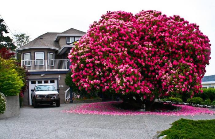 Великолепному «розовому дереву»  из маленького канадского городка уже более 125 лет, ему даже дали собственное имя – Синтия.