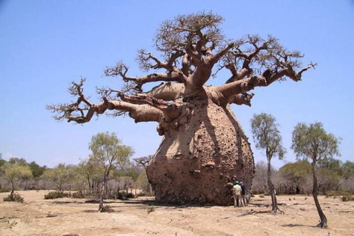 Чудо-дерево – удивительный житель жарких африканских саванн, который умеет накапливать влагу в своем толстом стволе.
