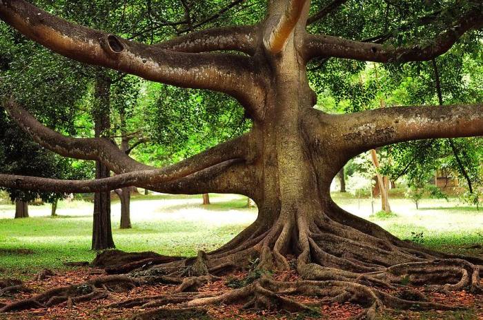 Древнее фиговое дерево в Королевском ботаническом саду «Перадения» со своими ползущими по земле корнями и вправду похоже на мифическое чудовище.