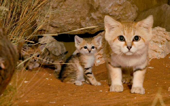 Кошка отличается самыми мелкими размерами среди диких кошек.