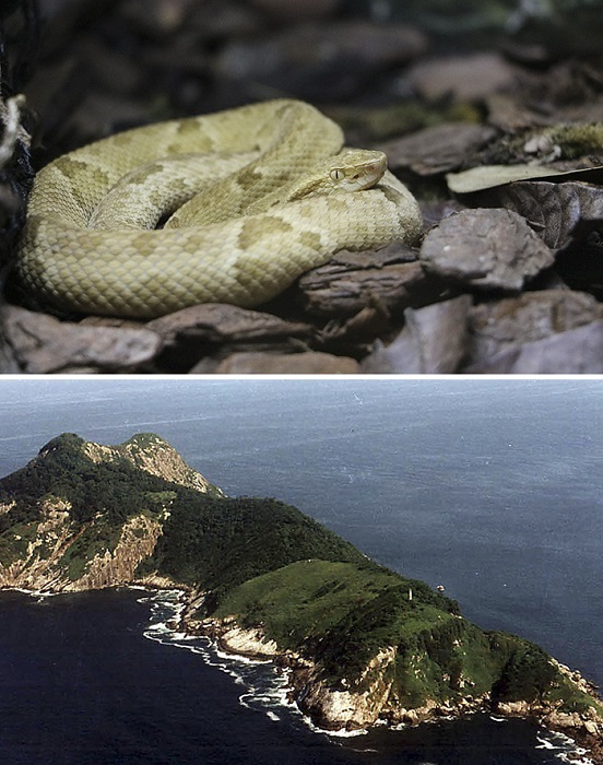 Остров, ставший крупнейшим в мире естественным серпентарием, включен в список самых опасных мест планеты и закрыт для посещения.