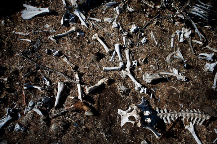 В 2010 году дзуд стал причиной гибели множества животных, которые не смогли пережить голодную и холодную зиму.