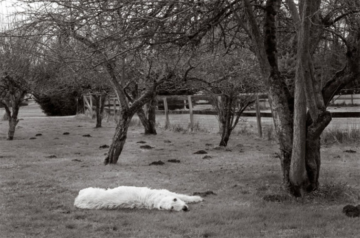 11-летняя овчарка устала искать крота и решила отдохнуть под деревьями.