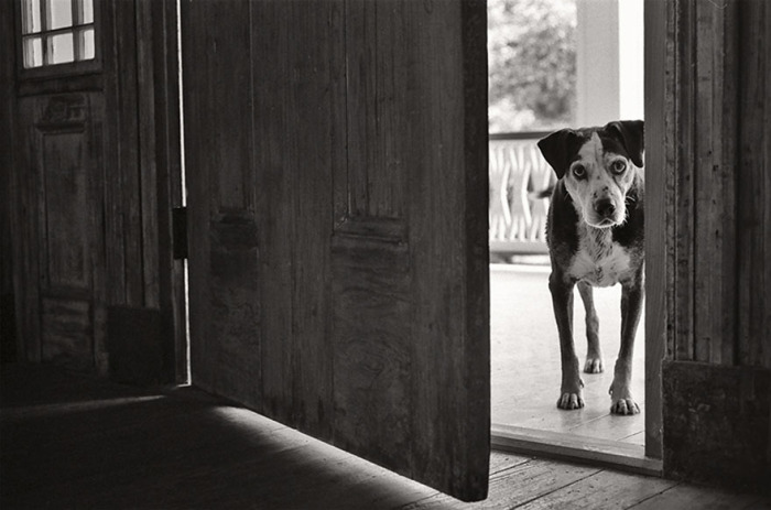 14-летний пес заглядывает в дверь с надеждой найти желающих поиграть с ним.