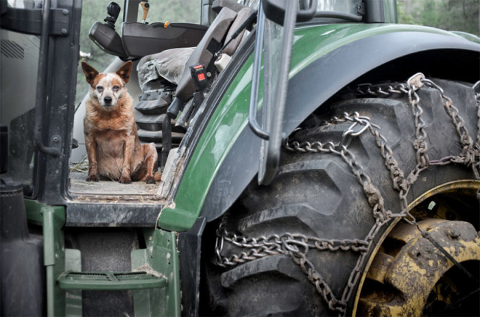 12-летняя собака не прочь прокатиться на тракторе вместе с хозяином.