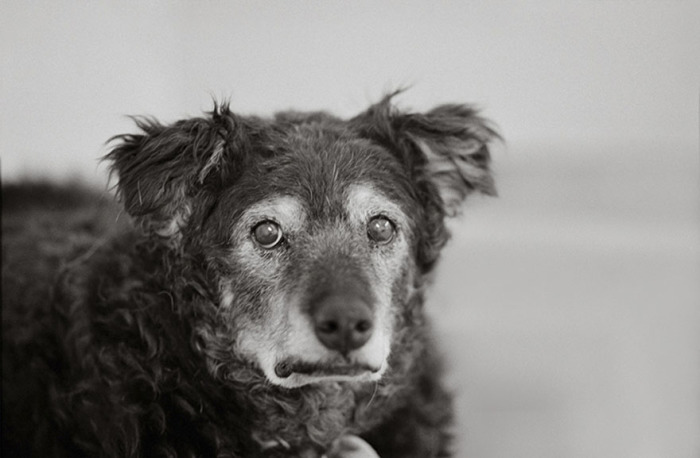 14-летний пес, спасенный благотворительной организацией «Лучшие друзья животных», ищет нового хозяина.