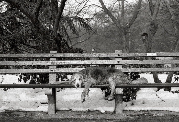 Уставшему 15-летнему ретриверу во время прогулки захотелось отдохнуть на скамейке.