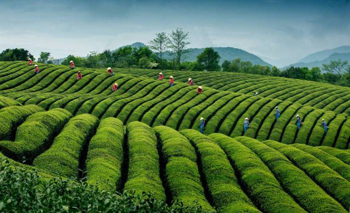 Сбор урожая на экологической чайной плантации в селе Йинлу в провинции Чжэцзян, Китай. Автор фотографии: Хонг Динг (Hong Ding).