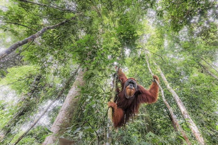 Почетного упоминания в категории «Животные в естественной среде» удостоился снимок «Висящий в первозданном лесу», сделанный фотографом Марко Гайотти (Marco Gaiotti).