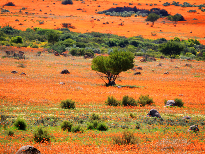 Засушливая область в Намибии, Южная Африка.