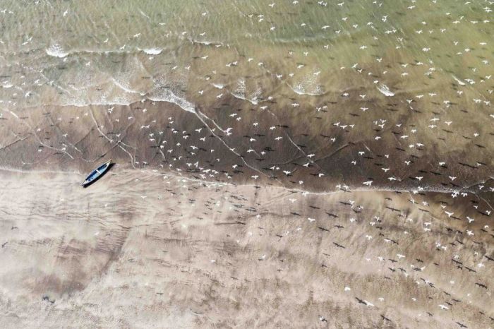Чайки, парящие над пляжем в Индии. Автор фотографии: Викас Датта (Vikas Datta).
