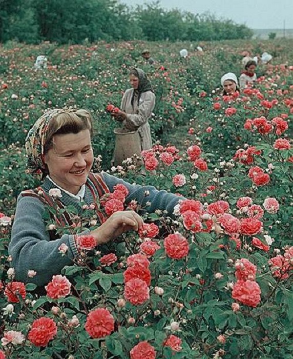 Собранный урожай использовался совхозом-заводом «Красная роза» для создания парфюмерно-косметической продукции.